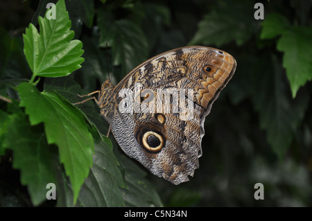 Butterfly on Leaf Banque D'Images