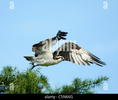 Osprey Florida laissant ses cyprès de la perchaude. Banque D'Images