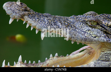 Vue latérale du crocodile avec bouche ouverte Banque D'Images