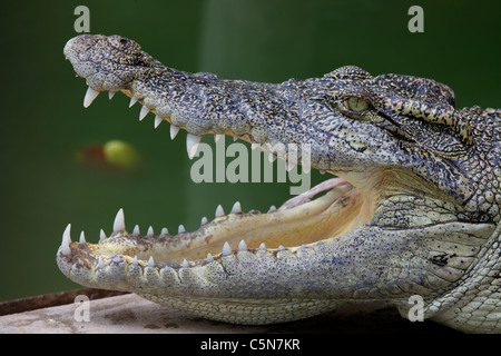 Vue latérale du crocodile avec bouche ouverte Banque D'Images