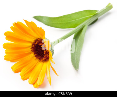 Fleur de calendula isolé sur un fond blanc. Banque D'Images