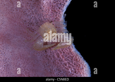 Crabe porcelaine sur éponge Rose, Lissoporcellana sp., Kimbe Bay, New Britain, Papouasie Nouvelle Guinée Banque D'Images