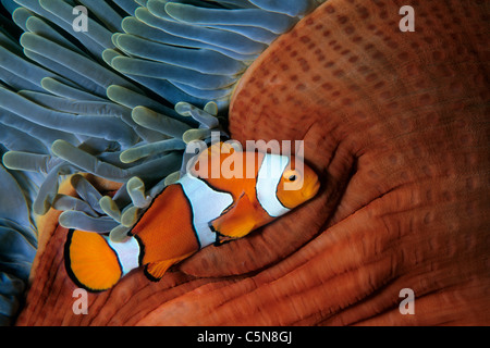 Amphiprion ocellaris poisson clown, clown, Kimbe Bay, New Britain, Papouasie Nouvelle Guinée Banque D'Images