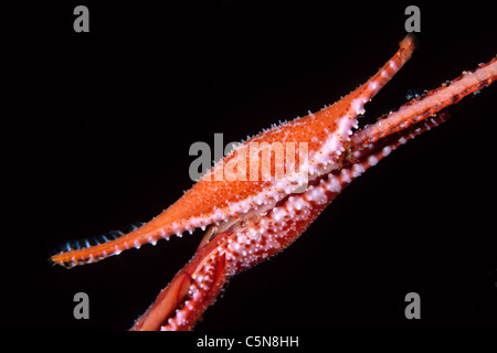 Couple d'Allied Porcelaines Shell sur Coral, Phenacovola birostris, Kimbe Bay, New Britain, Papouasie Nouvelle Guinée Banque D'Images