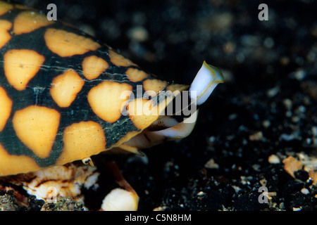 Cône funeste Shell, Conus marmoreus, Kimbe Bay, New Britain, Papouasie Nouvelle Guinée Banque D'Images