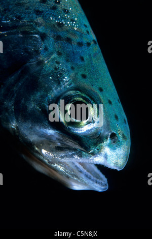 Portrait de truites arc-en-ciel, Oncorhynchus mykiss, lac Tremorgio, Tessin, Suisse Banque D'Images