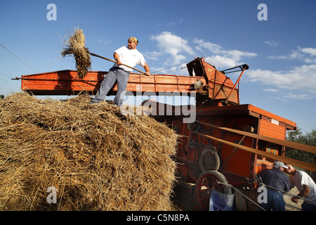 Un vintage batteuse en action lors d'un show à la campagne Pianella en Italie. Banque D'Images