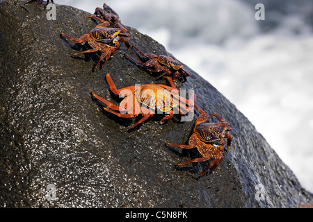 Red Rock, Crabe Grapsus grapsus, au nord de l'île Seymour, Galapagos, Equateur