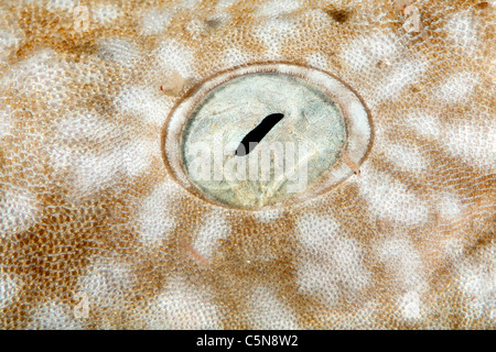 Détail de l'œil, Eucrossorhinchus dasypogon Wobbegong à pampilles, Raja Ampat, Papouasie occidentale, en Indonésie Banque D'Images