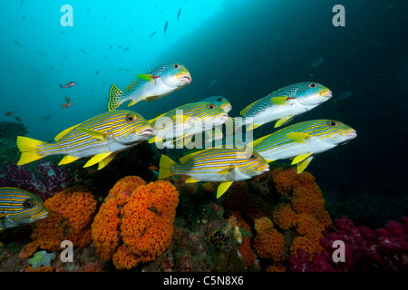 Banc de gaterins, à bandes diagonales Plectorhinchus lineatus, Raja Ampat, Papouasie occidentale, en Indonésie Banque D'Images