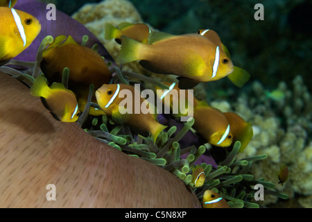 De la famille poisson clown Anémone magnifique dans les Maldives, Amphiprion nigripes, Heteractis magnifica, de l'Océan Indien, les Maldives Banque D'Images