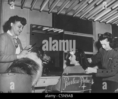 Courage de Lassie Année : 1946 USA Elysabeth Taylor Directeur Fred M. Wilcox Shooting photo Banque D'Images