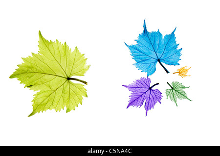 Combinaison de différentes tailles de feuilles de vigne et de couleur sur fond blanc Banque D'Images