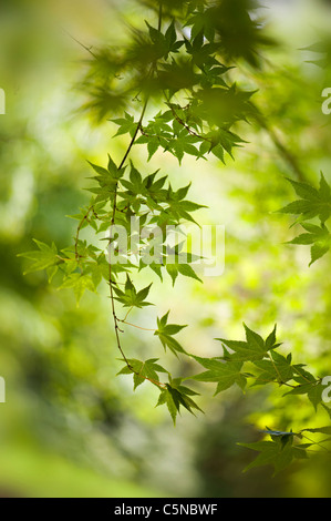 De couleur vert printemps frais Feuilles de l'Acer palmatum, Japanese Maple Tree Banque D'Images