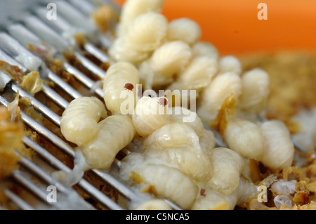 Varroa visible sur drone brood prises à partir d'une ruche Banque D'Images