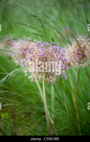 Allium aflatunense 'Purple Sensation' - oignon floraison parmi les graminées Banque D'Images