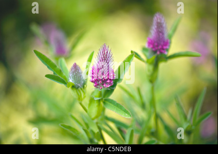 Trifolium rubens 'Plumes' Fleur rouge Banque D'Images