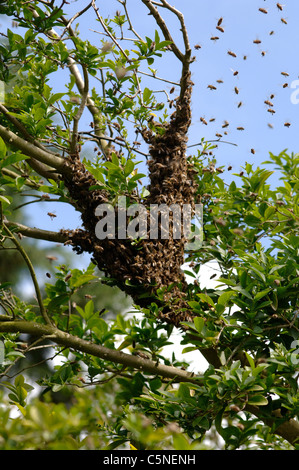 Essaim d'abeilles regroupés sur un arbre Banque D'Images