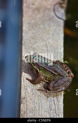 Grenouille rieuse Banque D'Images