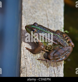 Grenouille rieuse Banque D'Images