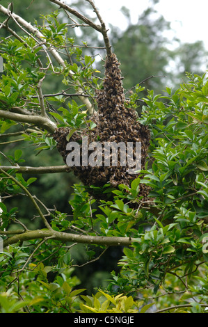 Essaim d'abeilles regroupés sur un arbre Banque D'Images