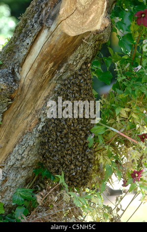 Essaim d'abeilles regroupés sur un vieux pommier avec des ruches en arrière-plan Banque D'Images