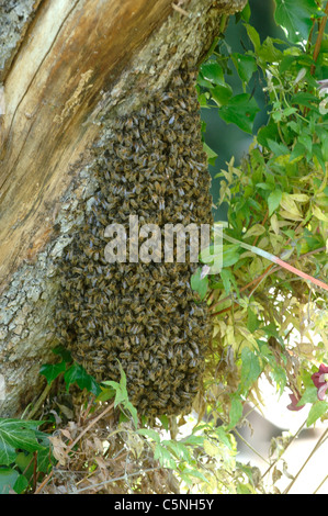 Essaim d'abeilles regroupés sur un vieux pommier avec des ruches en arrière-plan Banque D'Images