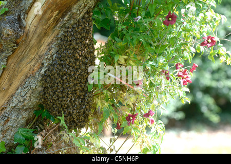 Essaim d'abeilles regroupés sur un vieux pommier avec des ruches en arrière-plan Banque D'Images