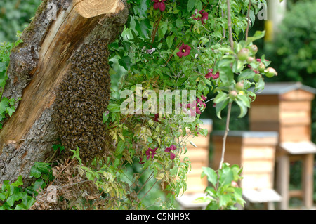 Essaim d'abeilles regroupés sur un vieux pommier avec des ruches en arrière-plan Banque D'Images