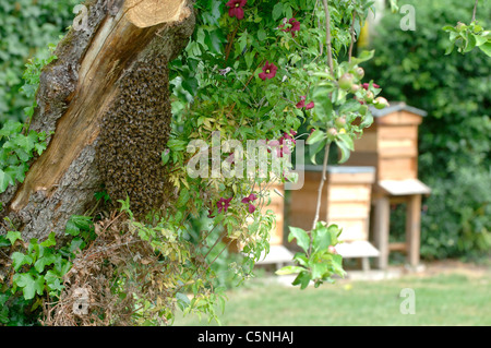 Essaim d'abeilles regroupés sur un vieux pommier avec des ruches en arrière-plan Banque D'Images