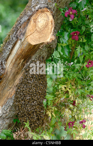 Essaim d'abeilles regroupés sur un vieux pommier avec des ruches en arrière-plan Banque D'Images