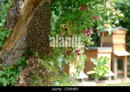 Essaim d'abeilles regroupés sur un vieux pommier avec des ruches en arrière-plan Banque D'Images