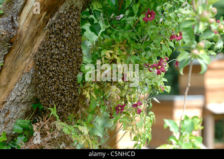 Essaim d'abeilles regroupés sur un vieux pommier avec des ruches en arrière-plan Banque D'Images