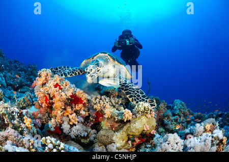 Tortue se nourrissant des coraux mous, Mer Rouge, Sinaï, Égypte, Tiran Banque D'Images