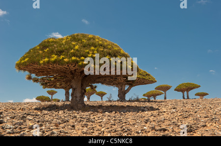Dragon des arbres à Dixam plateau, l'île de Socotra, au Yémen Banque D'Images