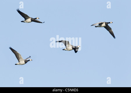 La Bernache nonnette - Branta leucopsis troupeau en vol centre WWT Caerlaverock Dumfries, en Écosse BI020150 Banque D'Images