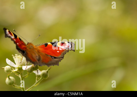 Peacock Inachis io ; Papillon ; Cornwall Banque D'Images