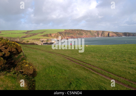 La promenade du chien sur la falaise au-dessus de Barafundle Bay, Pembrokeshire, Pays de Galles, Royaume-Uni Banque D'Images