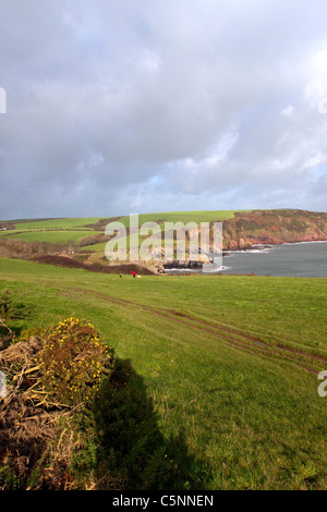 La promenade du chien sur la falaise au-dessus de Barafundle Bay, Pembrokeshire, Pays de Galles, Royaume-Uni Banque D'Images