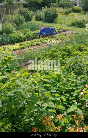 Lits de légumes de fèves, pomme de terre, échalote, laitues, poireaux, pois. Topinambours (premier plan). Banque D'Images