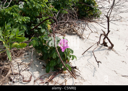 Rosa rugosa rose sur une plage de cape cod Banque D'Images