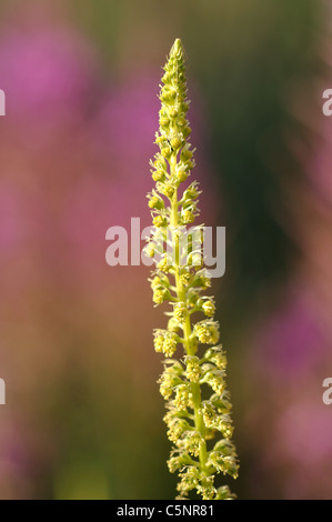 Reseda luteola, soudure Banque D'Images