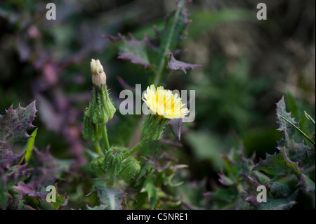 Sow-Thistle Sonchus oleraceus, lisse, en fleurs Banque D'Images