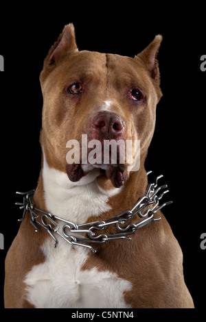 Champion adultes Nord Pit Bull noir Studio Portrait isolé Banque D'Images