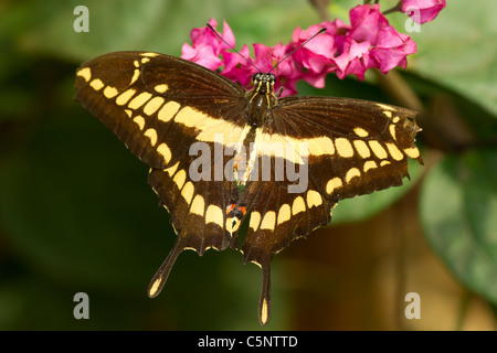 Un nectar de Swallowtail Butterfly cherche une jolie fleur Banque D'Images