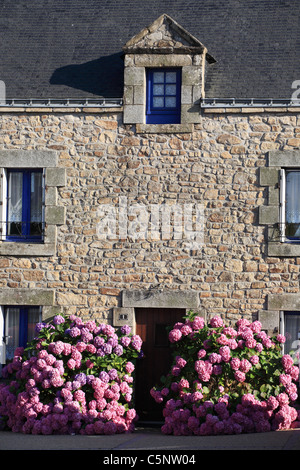 Hortensias roses poussent en face de cette vieille maison en pierre à Ploemel, Bretagne, France Banque D'Images