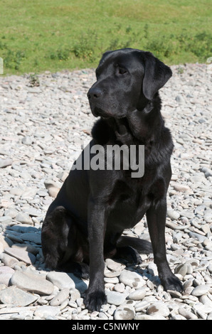 Labrador noir, chien de chasse Banque D'Images