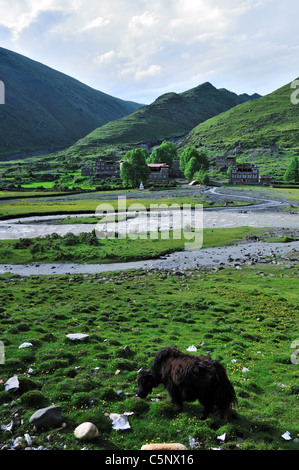 Yak grazing on vert pâturage le long d'une petite rivière. Au Sichuan, en Chine. Banque D'Images