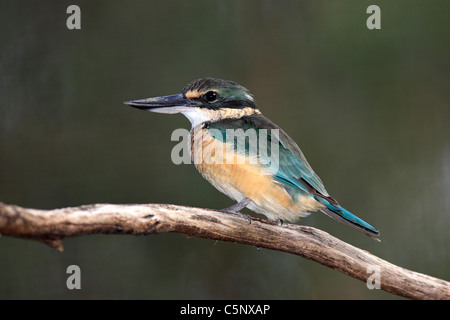 Kingfisher Todiramphus sanctus,sacré, également connu sous le nom de sancta Halcyon. Dubbo, NSW, Australie Banque D'Images