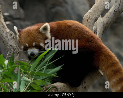 Le panda rouge manger bambou, arbre d'escalade Banque D'Images